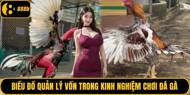 Biểu đồ quản lý vốn trong kinh nghiệm chơi đá gà