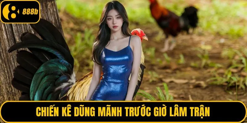 Chiến kê dũng mãnh trước giờ lâm trận