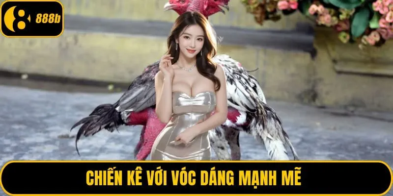 Chiến kê với vóc dáng mạnh mẽ 