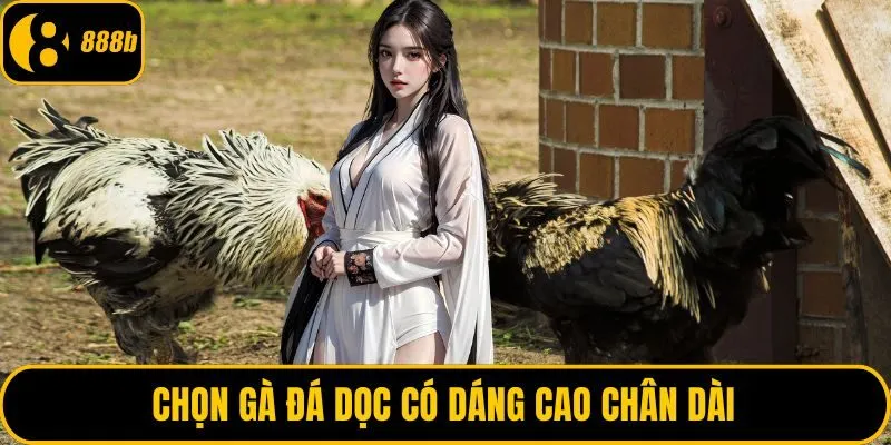 Chọn gà đá dọc có dáng cao chân dài