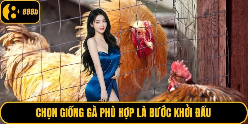 Chọn giống gà phù hợp là bước khởi đầu