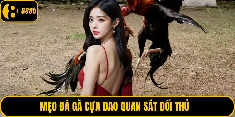 Mẹo đá gà cựa dao quan sát đối thủ  