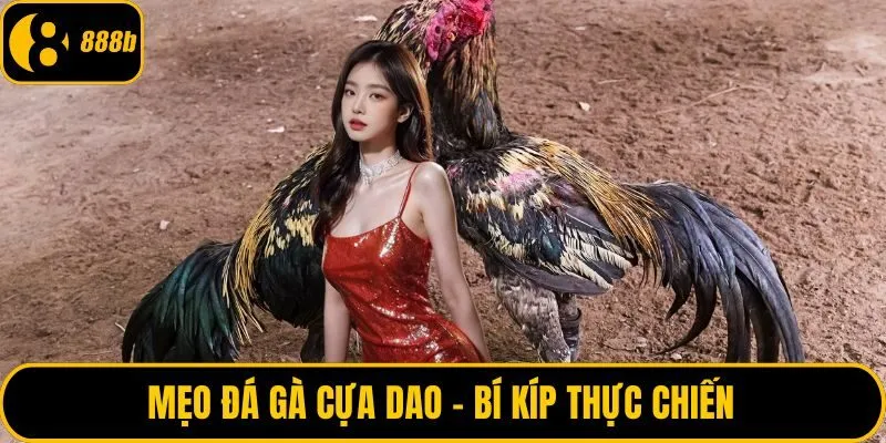Mẹo đá gà cựa dao