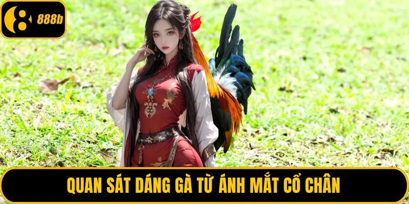 Quan sát dáng gà từ ánh mắt cổ chân