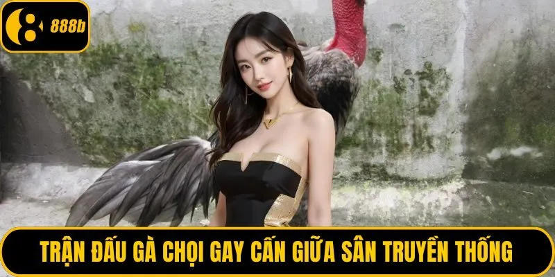 Trận đấu gà chọi gay cấn giữa sân truyền thống